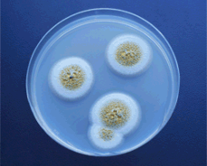 Mold in Petri Dish
